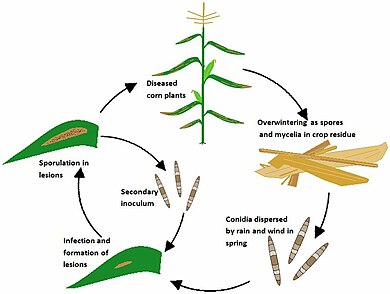 Disease cycle of Northern corn leaf blight NCLB disease cycle.JPG