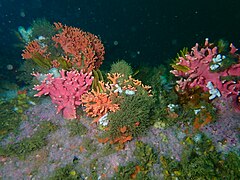Noble corals