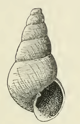 Odostomia calcarella