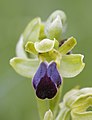 Ophrys sulcata — Тулузький музей
