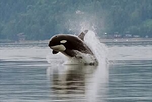 Cropped version of the single breaching orca p...