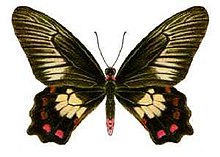 image of a butterfly