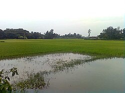 Paddy field at Gadha Bil