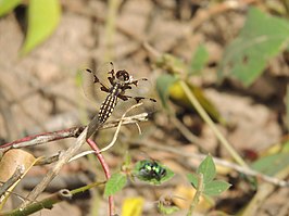 Palpopleura vestita