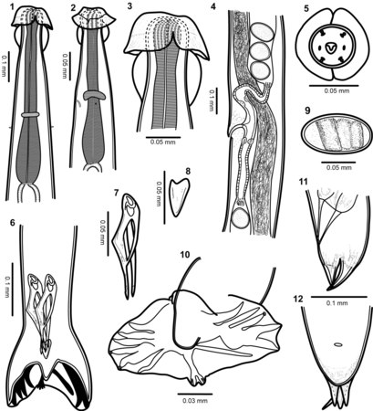 Lichaamsbouw van Torrestrongylus tetradorsalis. 1: Voorste uiteinde van mannetje, buikaanzicht, met de farynx en de relatieve posities van de zenuwring en deiriden (sensorische papillen als tastorgaan in het laterale cervicale gebied); let op scheiding van cuticulaire projectie in voorste blaasje. 2: Voorste uiteinde van vrouwtje, zijaanzicht, dat de relatieve posities van de zenuwring, deiride en uitscheidingsporie toont; let op continue cuticulaire expansie in voorste blaasje. 3: Detail van de voorste helft van het kopblaasje met de laterale uitsteeksels die een paraplu vormen en de achterste helft met de vorm van de "twee handvatten van een kruik". 4: Ovejector (het terminale, zeer gespierde deel van de eileider, die het ei door de genitale porie duwt) van vrouwtje met flap in voorste lip van vulva, vagina vera, infundibulum (tweede deel van de eileider), sluitspieren en baarmoedervertakkingen met uitgegroeide eieren. 5: Gezichtsaanzicht van het mannetje, met de rangschikking van papillen en cuticulaire vergroting van de voorste kopblaasje. 6: Achterste uiteinde van het mannetje, dat de relatieve positie van spicula en gubernaculum toont. 7: Spiculum. 8: Gubernaculum. 9: Ei. 10: Staartzak met plaats en vertakking van dorsale straal. 11: Zijaanzicht van de staart van het vrouwtje. 12: Buikaanzicht van vrouwelijke staart.