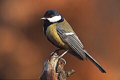 Bogatka zwyczajna (Parus major)