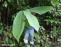 Miniatura para Passiflora macrophylla