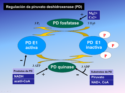 Regulación da piruvato deshidroxenase.