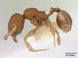 Pheidole rudigenis