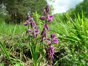 Polygala comosa