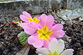 Primula vulgaris-pink