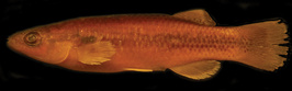 Profundulus punctatus