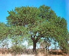 Algarrobo negro (Prosopis nigra).