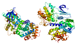 Белок CCNA2 PDB 1e9h.png