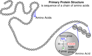 A protein depicted as a long unbranched string of linked circles each representing amino acids. One circle is magnified, to show the general structure of an amino acid. This is a simplified model of the repeating structure of protein, illustrating how amino acids are joined together in these molecules.