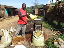 A man pulping coffee using a machine in Mbale district in Uganda
