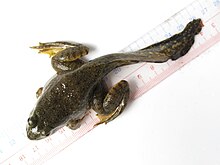 A juvenile frog sitting on a ruler, viewed from the top. It reaches seven centimeters from its mouth to the base of its tail, with the tail extending a further seven centimetres.