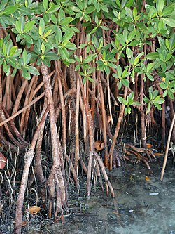 Parastās mangroves (Rhizopohora mangle) soļotājsaknes.