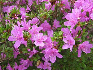 Rhododendron kiusianum in Ebino.jpg