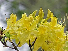 Rhododendron luteum4.jpg