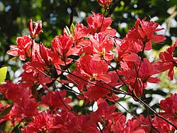 オンツツジ　Rhododendron weyrichii