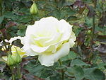 Роза sp.91.jpg