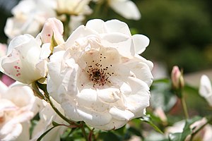 English: Unknown rose - Bagatelle Rose Garden ...