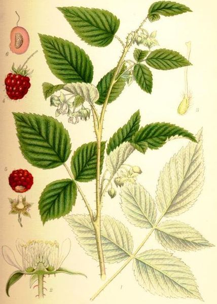 428px Rubus idaeus hallon