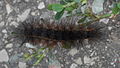 Dorsal view of larva