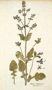 Miniatura para Salvia nilotica