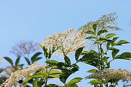 Blomsterstanden hos svarthyll