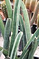 Sansevieria hallii