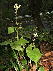 高さ20-50cmの「ホクロクトウヒレン」（新潟県角田山麓）。