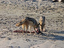 Black-backed jackals are one of very few monogamous mammals. This pair uses teamwork to hunt down prey and scavenge. They will stay together until one of the two dies. Schakale Kreuzkap 02.jpg