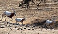 Scimitar oryxes (North Africa)