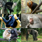 Différents singes (Simiiformes)