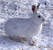 White hare