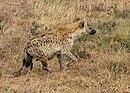 Пятнистая гиена, Ngorongoro.jpg