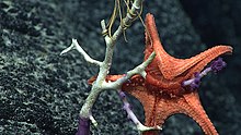 Морская звезда с вывернутым животом за пределы рта, чтобы питаться кораллами