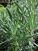 Lavandula x intermedia leaves