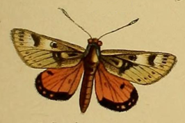 Synemon gratiosa