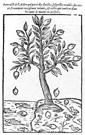 Claude Duret's 1605 Histoire admirable des plantes et herbes esmerueillables et miraculeuses en nature... illustrated numerous supposed examples of spontaneous generation, such as this tree generating both fishes and birds Trees that generate both fishes and birds. Wellcome M0005642.jpg