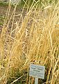 Farro (Triticum dicoccum)