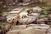 Polar bear in Ukkusiksalik National Park