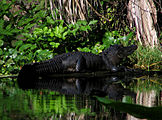 Alligator - Wekiwa Springs State Park