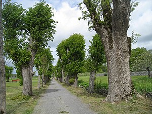 Lindallén planterades redan på 1600-talet.