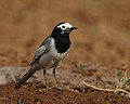 Male (Non-breeding- personata race) at Hodal in Faridabad District of Haryana, India.