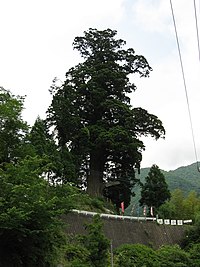 中川の箒スギ