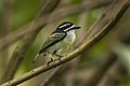 Yellow-rumped tinkerbird