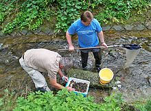 Biologists collecting information in the field Zoobentos sampling Krippenbach.jpg